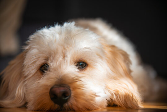 Macro Close Up View of Sweet White Maltipoo Eyes and Snout Resting on Floor in Warm Light