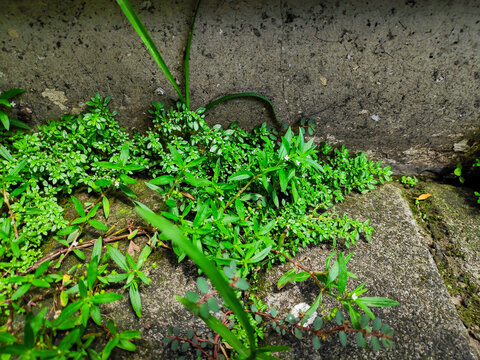 Detailed view of wild wiregrass and artillery weed on a weathered concrete walkway ground