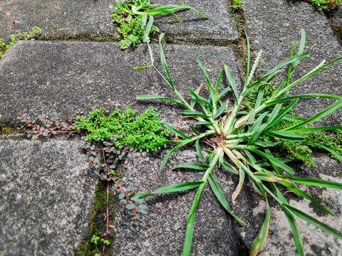 Closeup view of tiny green pilea microphylla plant clusters thriving on old gray paving bricks