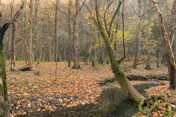 Fototapeta premium Autumn landscape. Forest stream in autumn forest.