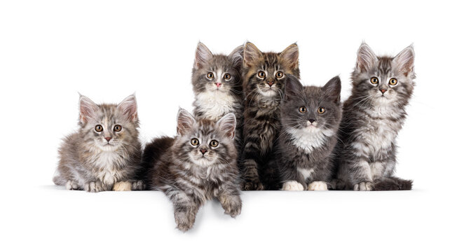 Group of 6 gorgeous Maine Coon cat kitten, sitting an laying side by side on perfect row. All looking towards camera. Isolated on a solid white background.