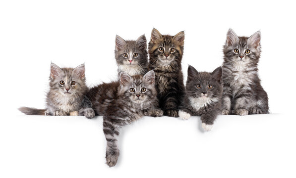 Group of 6 gorgeous Maine Coon cat kitten, sitting an laying side by side on perfect row. All looking towards camera. Isolated on a solid white background.