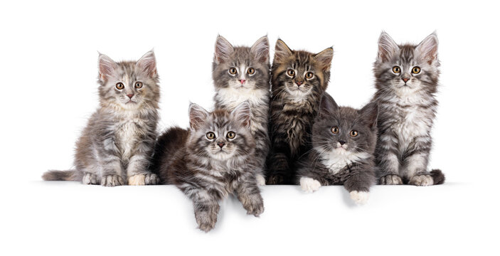 Group of 6 gorgeous Maine Coon cat kitten, sitting an laying side by side on perfect row. All looking towards camera. Isolated on a solid white background.