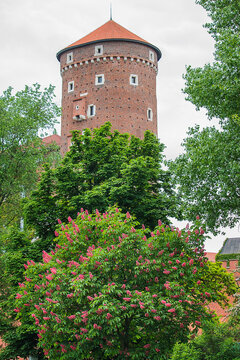 Sandomierz Tower of Wawel Palace in Krakow, Poland. Blooming pink chestnut tree near the Sandomierz Tower