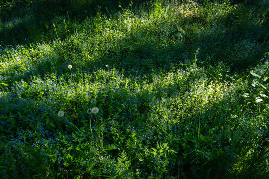 Wild blue flowers and dandelions growing in green grass on a sunny day