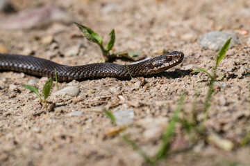 Obraz premium Melanistic common European adder slithering on sandy ground in Latvia