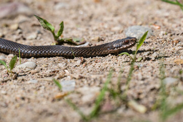 Obraz premium Melanistic common European adder slithering on sandy ground in Latvia