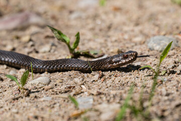Fototapeta premium Melanistic common European adder slithering on sandy ground in Latvia