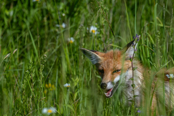 Naklejka premium Red fox hiding in tall green grass in meadow in Latvia