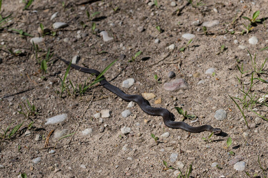 Dark melanistic common European adder crawling on sandy road in Latvia