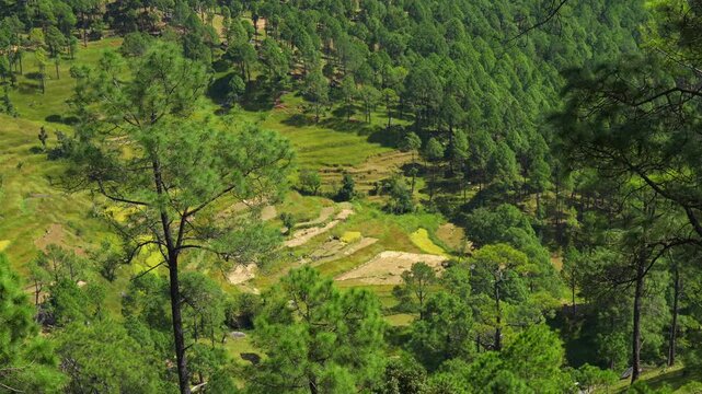 Terraced Hill Farms Among Pine Forest on Berinag - Chaukori Route in Kumaon, Uttarakhand
