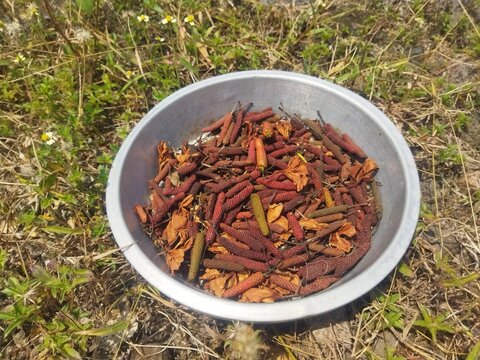 Javanese long pepper (Piper retrofractum) or cabai puyang drying in a metal tray under direct sunlight, used as traditional herbal medicine and spice.