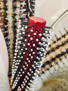 Group of used hairbrushes featuring round blow drying tools and red paddle brushes in container