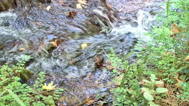 Beautiful river flowing through a forest in autumn