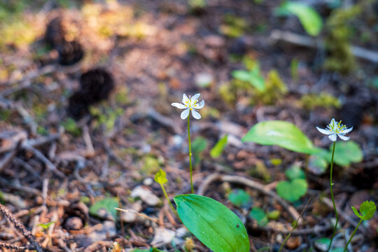 Three-Leaved Goldthread (Coptis trifolia) in the Forest Near Grotte des Trois Plaines