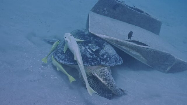  Green sea turtle trying to scrape off remoras from shell.