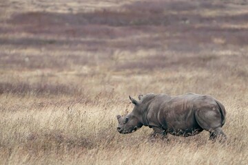 Rhinoceros Walking Through Savanna Grassland, Tanzania © Kia