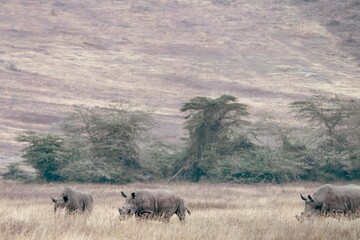 Rhinoceros Herd Walking Through Savanna Grassland, Tanzania © Kia