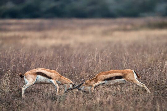 Thomson's Gazelles Sparring in Savanna Grassland, Tanzania