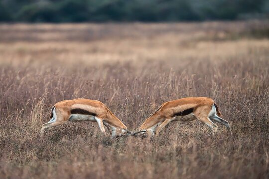 Thomson's Gazelles Sparring in Savanna Grassland, Tanzania
