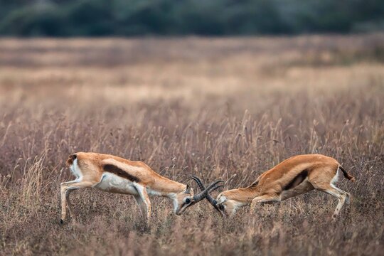 Thomson's Gazelles Sparring in Savanna Grassland, Tanzania