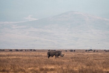 White Rhino Walking Through Dry African Grassland © Kia