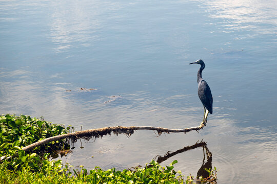 A dark blue and gray adult Little Blue Heron, Egretta Caerulea, perched on a thin, bare branch over a small lake in Calabash, North Carolina.