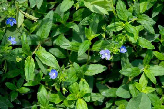 Summer background with blue flowers veronica chamaedrys. Blue flower bloom on green grass, spring background