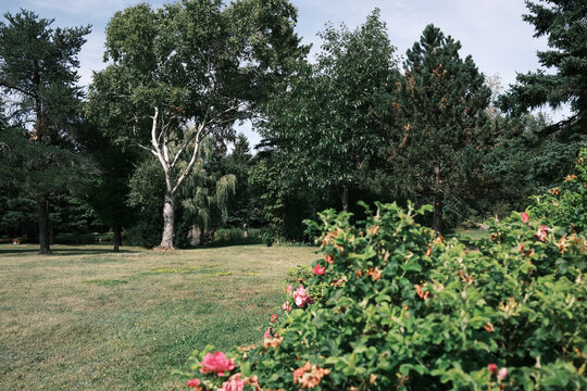 Vue d'une pelouse verte dans un parc, avec des arbres, des arbustes et un rosier.