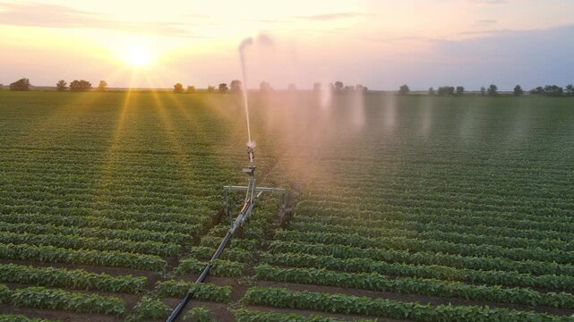 Aerial view drone shot of irrigation system on agricultural soybean field at sunset helps to grow plants in the dry season. Beautiful summer landscape rural scene