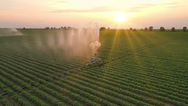 Aerial view drone shot of irrigation system on agricultural soybean field at sunset helps to grow plants in the dry season. Beautiful summer landscape rural scene