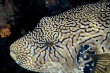 Madagascar, Nosy Be, Map Puffer (Arothron mappa), Map Pufferfish © Luigi