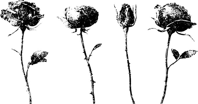 Grunge black and white rose stencil set of distressed floral silhouettes for poster and background design and surface decoration