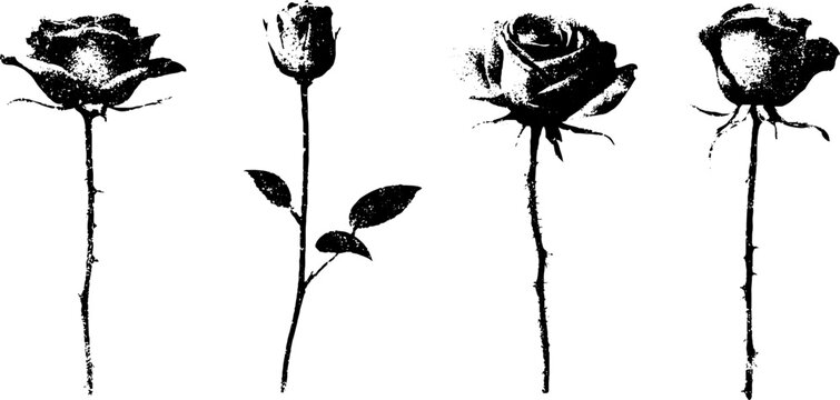 Grunge black and white rose stencil collection of varied bud and bloom silhouettes for background, poster and surface design