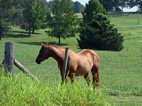 horse in the meadow