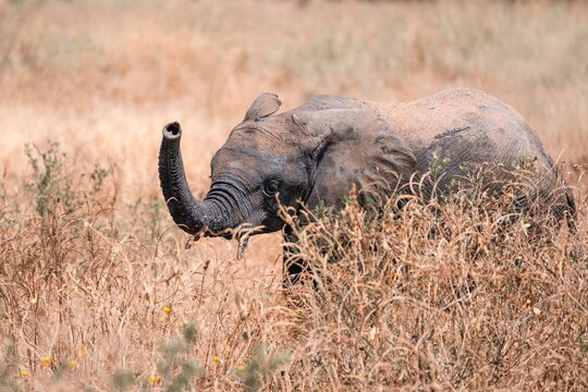 Young Elephant Feeding in Tall Golden Grass