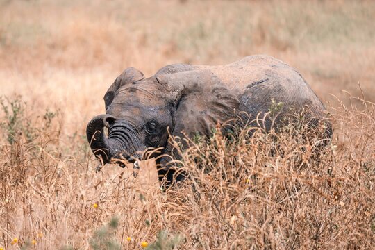 Young Elephant Feeding in Tall Golden Grass