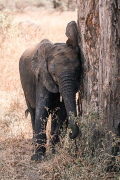 Baby Elephant Scratching Head on Large Tree Trunk