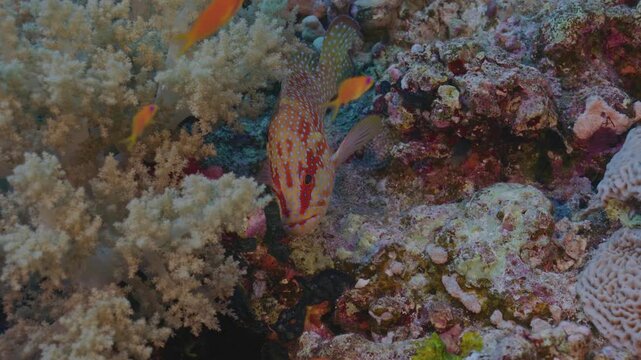 Halfspotted grouper hides out by soft coral.