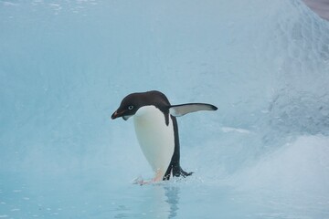 Lone Adelie penguin exploring an iceberg off the coast  of Antarctica © willtu