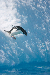 Adelie penguin diving off an iceberg near Antarctica © willtu
