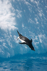 Adelie penguin diving off an iceberg near Antarctica © willtu