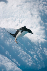 Adelie penguin diving off an iceberg near Antarctica © willtu