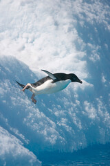 Adelie penguin diving off an iceberg near Antarctica © willtu