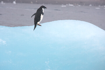 Lone Adelie penguin exploring an iceberg off the coast  of Antarctica © willtu
