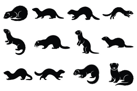 Ferret mammal silhouette vector collection isolated on white background