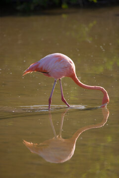Galapagos flamingo on the Galapagos Islands