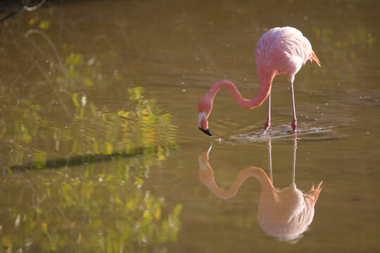 Galapagos flamingo on the Galapagos Islands
