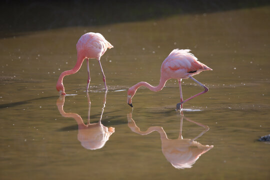Galapagos flamingos on the Galapagos Islands