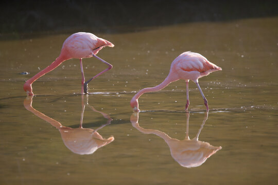 Galapagos flamingos on the Galapagos Islands